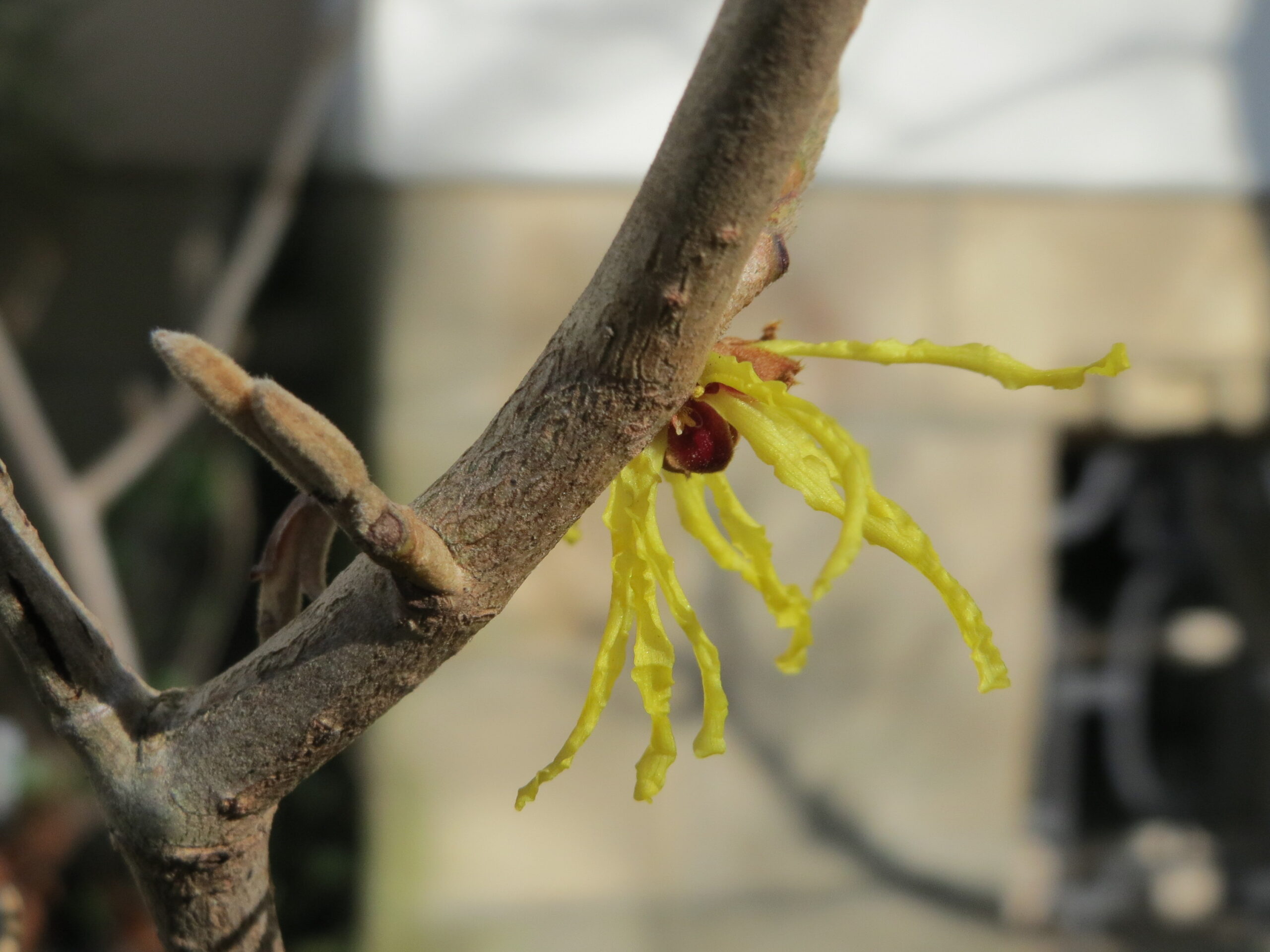 Fiori gialli della pianta Hamamelis virginiana (immagine botanica, non della preparazione galenica)